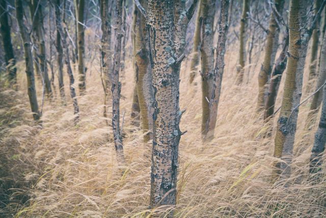 Mysterious Birch Tree Forest with Dry Grass - Download Free Stock Photos Pikwizard.com