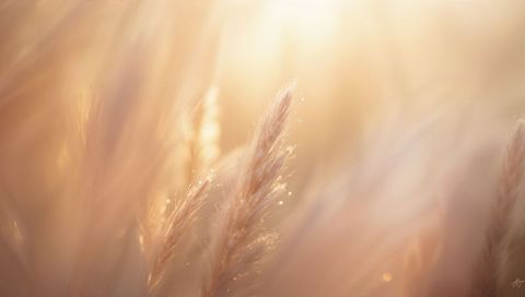Shimmering golden grass with dew droplets backlit bokeh sunrise macro
