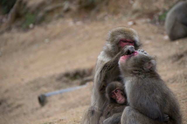 Baboon Monkey Macaque - Download Free Stock Photos Pikwizard.com