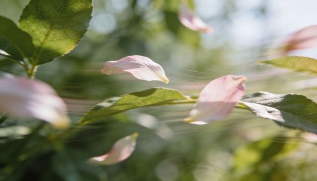 Drifting pink petals across sunlit leaves, soft bokeh motion, romantic floral macro