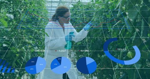 Scientist analyzing tomato plants with data insights in greenhouse