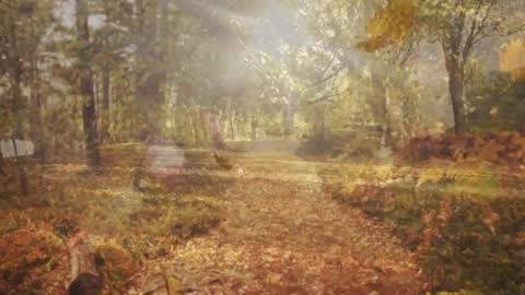 Sunlight Streaming Through Trees on Autumn Forest Path