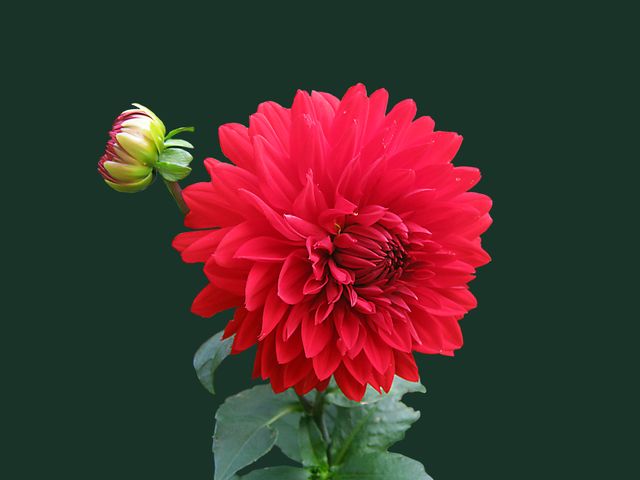 Red Dahlia Flower - Download Free Stock Photos Pikwizard.com