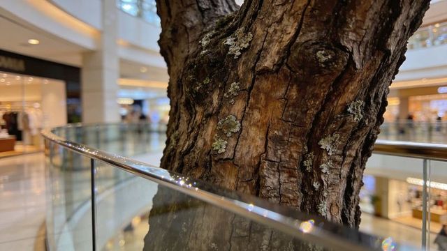Dominating tree trunk showcasing rugged bark and lichen inside modern shopping mall atrium