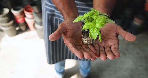 Person holding basil seedling in greenhouse for sustainable cultivation