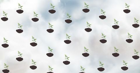 Small Plant Seeding Growing on Earth Pattern Background Concept