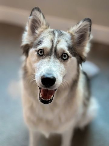 Siberian husky close-up with bright eyes