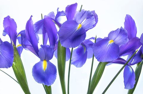 Vibrant purple irises on white background