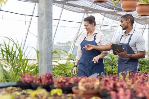 Greenhouse team collaborating while examining trays of plants and using tablet in nursery