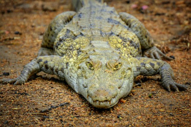 Close-up of Crocodile - Download Free Stock Photos Pikwizard.com