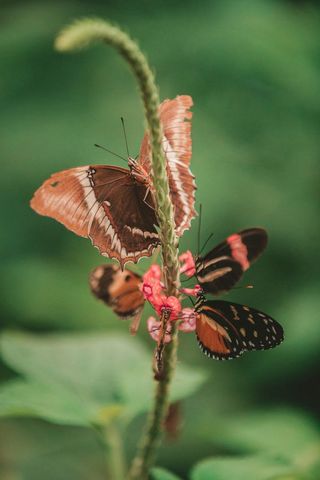 Vibrant butterflies on a flower in a natural garden scene