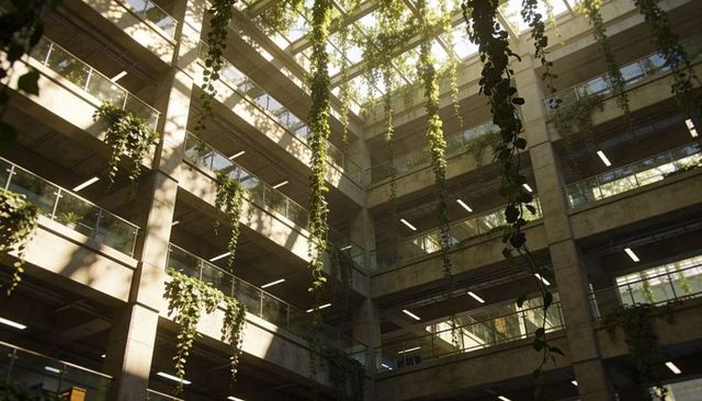 Sunlit atrium with cascading vines and exposed concrete layers