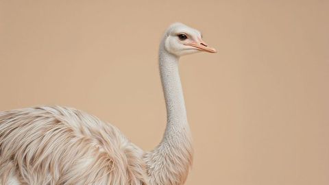 Elegant ostrich profile against beige background