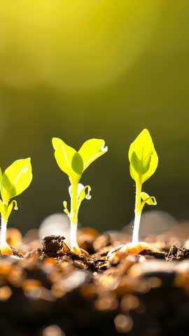 Vertical video: seedlings germinating and receiving water droplets in sunlit soil