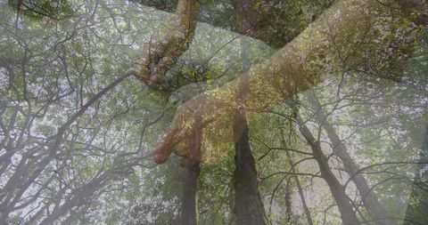 Translucent Hand Reaching Over Forest Canopy Double Exposure Ethereal Woodland Connection