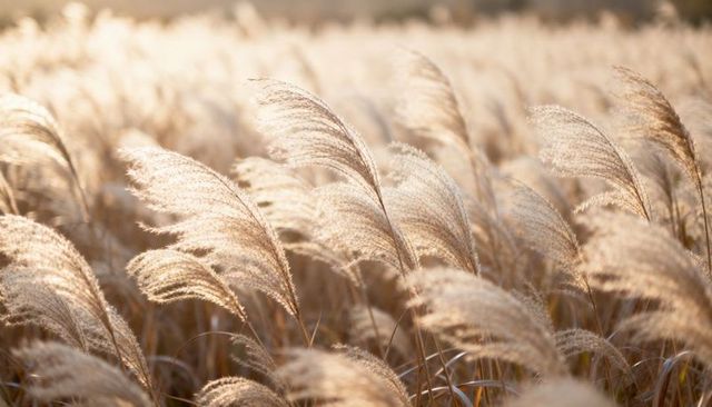 Swaying golden ornamental grasses catching warm backlight in sunlit meadow with feathery plumes
