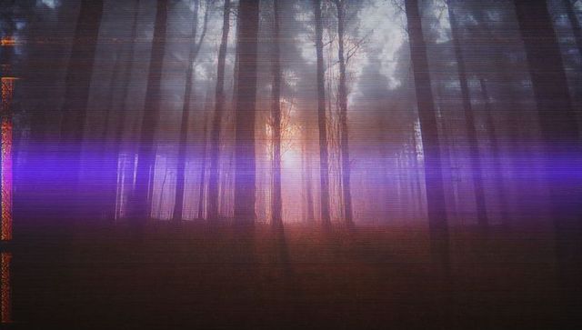 Sunlight and Purple Glow in a Misty Shadowed Pine Forest
