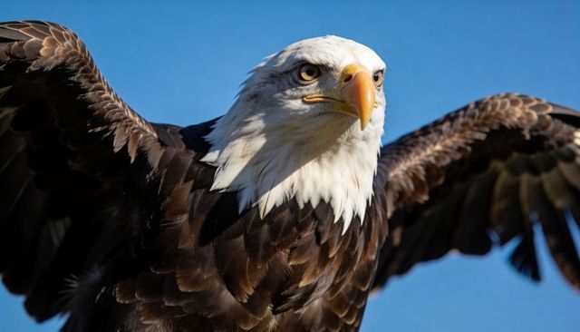 Soaring bald eagle with spread wings and piercing gaze over clear blue sky