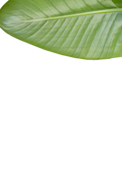 Green Leaf Section on Transparent Background - Download Free Stock Videos Pikwizard.com