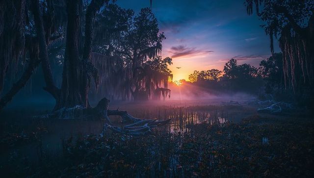 Mysterious cypress swamp at sunrise with mist and spanish moss