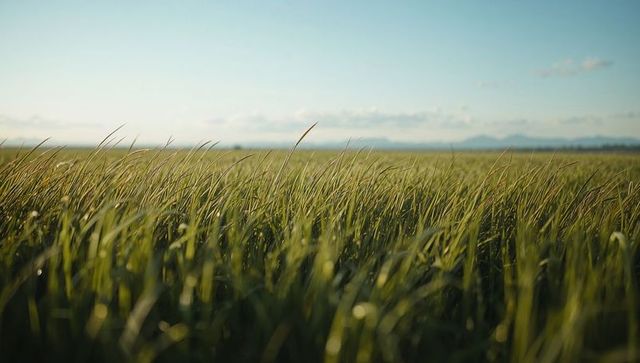 Swaying Tall Green Grasses Across Expansive Meadow with Distant Ridge