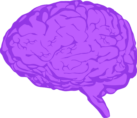 purple tone brain artwork on transparent background - Download Free Stock Videos Pikwizard.com