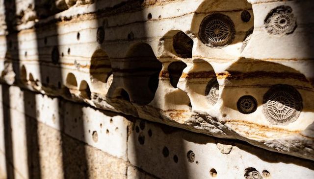 Weathered sandstone wall revealing circular fossils and erosion patterns
