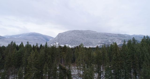 A serene forest landscape under a cloudy sky. Snow dusts the mountain in the distance, contrasting with the dark evergreens.