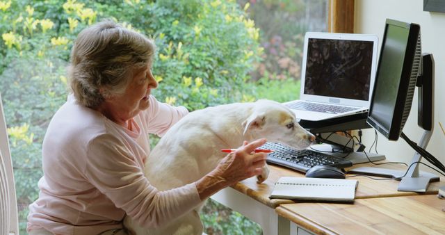 Senior Woman at Home Office With Dog Working on Computer - Download Free Stock Images Pikwizard.com