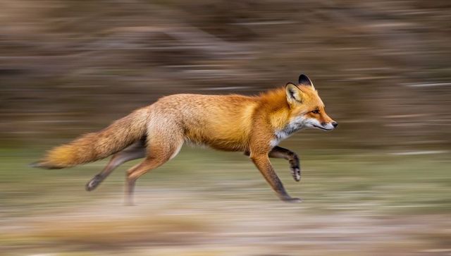 Red fox sprinting across meadow with motion blur and autumn tones, wild predator in motion