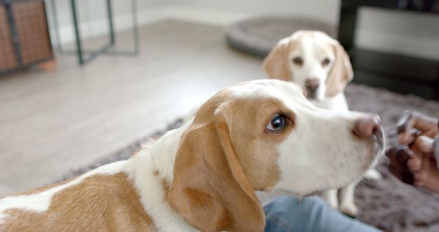 Two Beagle dogs in a home interior focused on a treat being held near them. Can be used for pet care advertising, promoting dog training services, or illustrating articles about pet behavior and rewards.