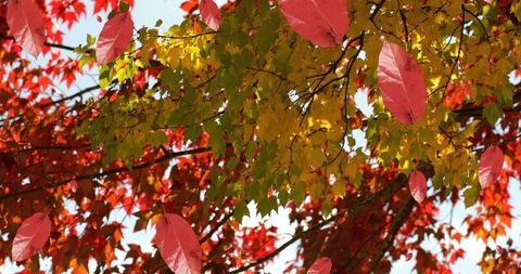 Vibrant Autumn Leaves Against Soft Sky Background - Download Free Stock Images Pikwizard.com