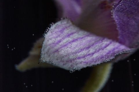 Macro purple orchid petal submerged and sparkling with tiny air bubbles and veined texture