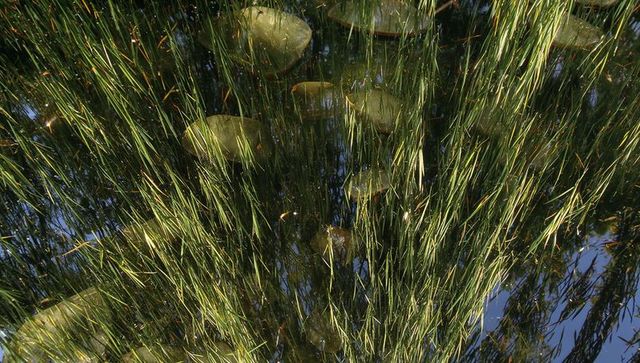 Vertical pond grasses and lily pads reflecting sunlight on calm wetland water surface