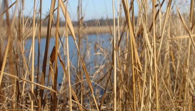 Golden reeds framing calm pond water in winter marshland landscape