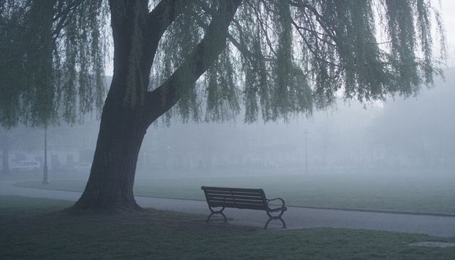 Misty urban park with weeping willow leaning over empty bench on foggy morning