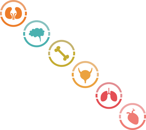 colorful transparent icons illustrating various human organs - Download Free Stock Videos Pikwizard.com