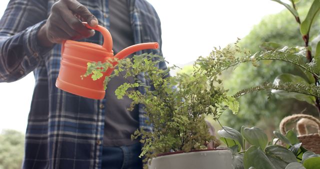 Person Watering Indoor Plants with Orange Watering Can - Download Free Stock Images Pikwizard.com