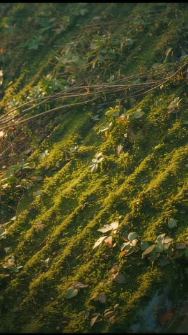 Vertical panning over sunlit moss-covered ridged roof with breeze-moving vines
