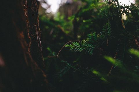 Lush Green Ferns in Dense Forest
