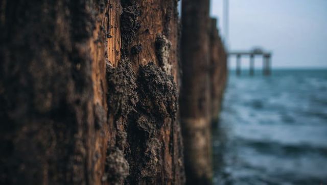 Weathered pier piling with barnacles, eroded wood grain and marine growth on coastal shore
