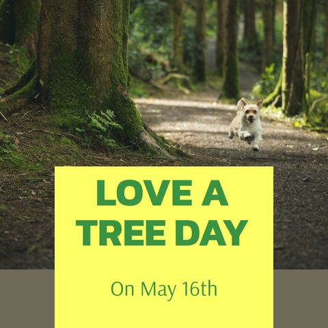 cheerful dog running in forest for love a tree day celebration - Download Free Stock Templates Pikwizard.com