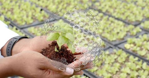Hands holding seedling with digital sphere: innovation in sustainable agriculture