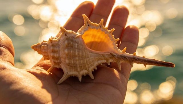 Holding spiny spiral seashell in palm on sunset shoreline with golden bokeh reflections