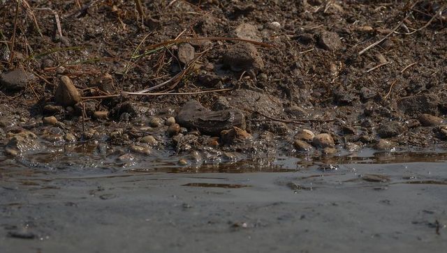 Wet muddy shoreline meeting compacted bank with pebbles and ripples, marsh edge closeup