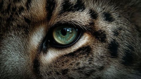 Close-up of snow leopard eye highlighting striations and spotted fur texture