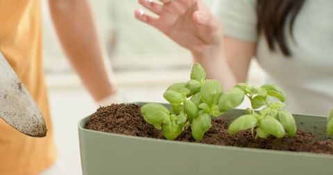 Diverse couple planting basil seedlings on bright kitchen counter for home gardening