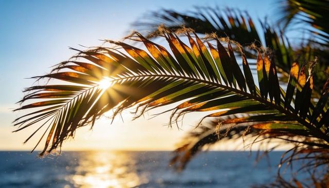 Sunburst shimmering through arching palm frond over tropical ocean during golden hour