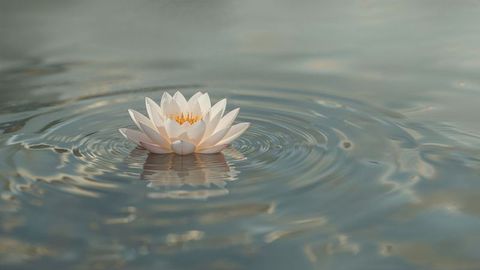 Serene white water lily on calming pond surface