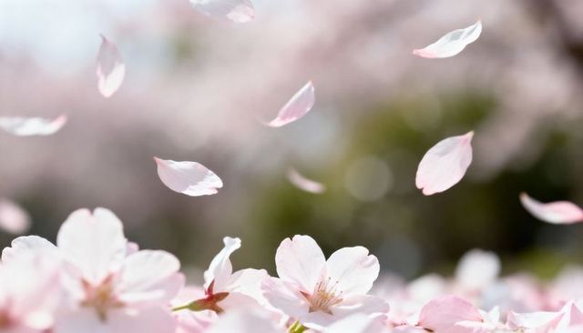 Drifting pale pink cherry blossom petals floating over soft spring blooms